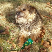 Photo de Border terrier