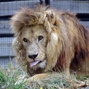 Photo de Lion