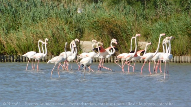 Photo de Flamand rose