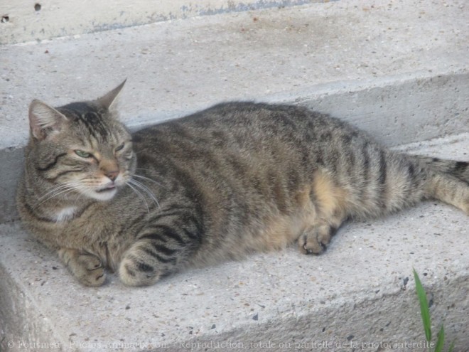 Photo de Chat domestique