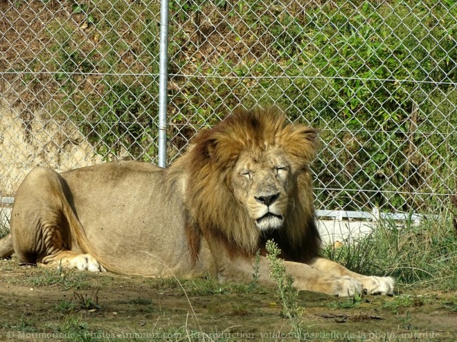 Photo de Lion