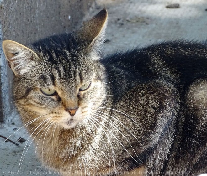 Photo de Chat domestique