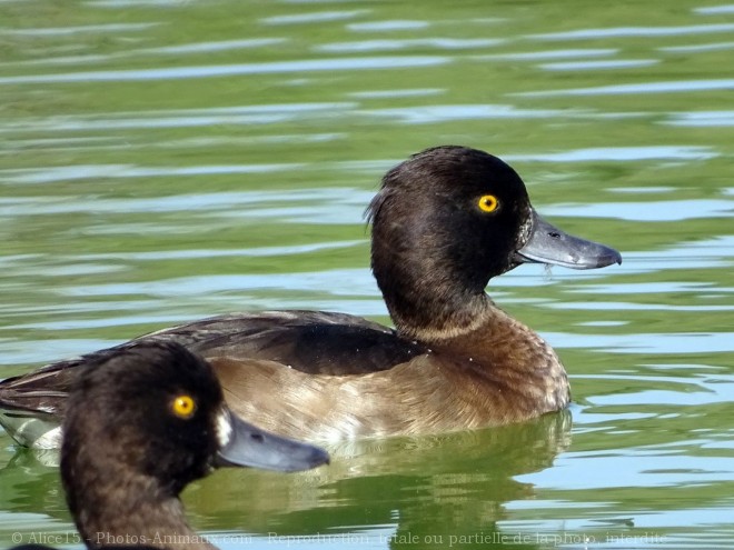 Photo de Canard