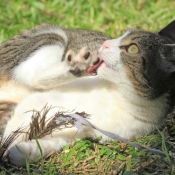 Photo de Chat domestique