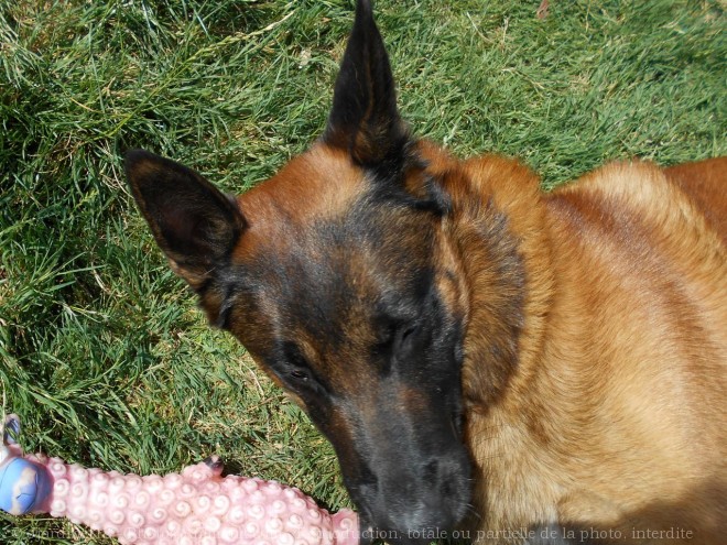 Photo de Berger belge malinois