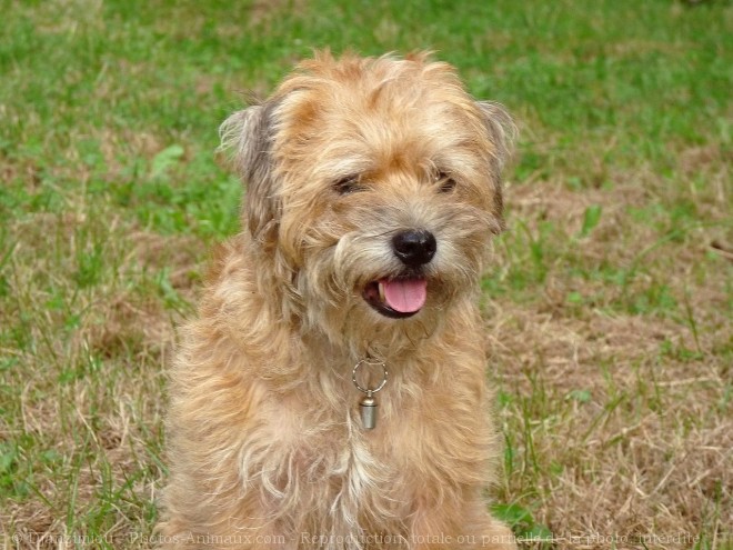 Photo de Border terrier