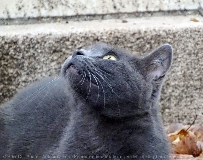 Photo de Chat domestique