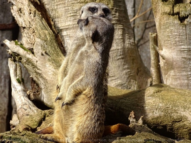 Photo de Suricate