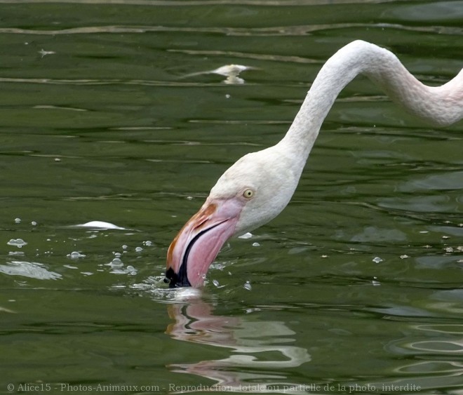 Photo de Flamand rose