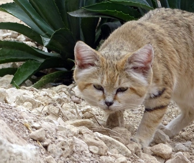 Photo de Chat des sables