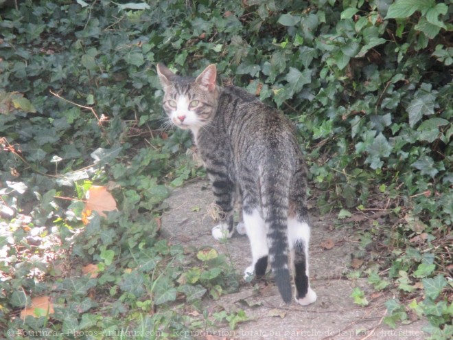 Photo de Chat domestique