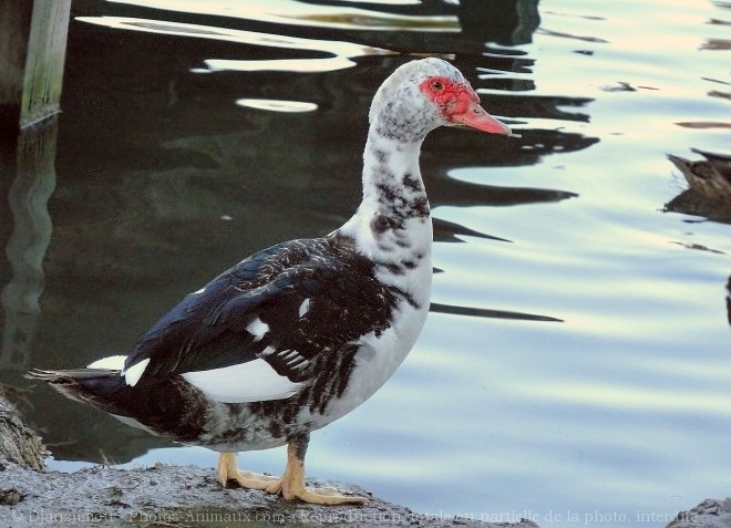 Photo de Canard de barbarie