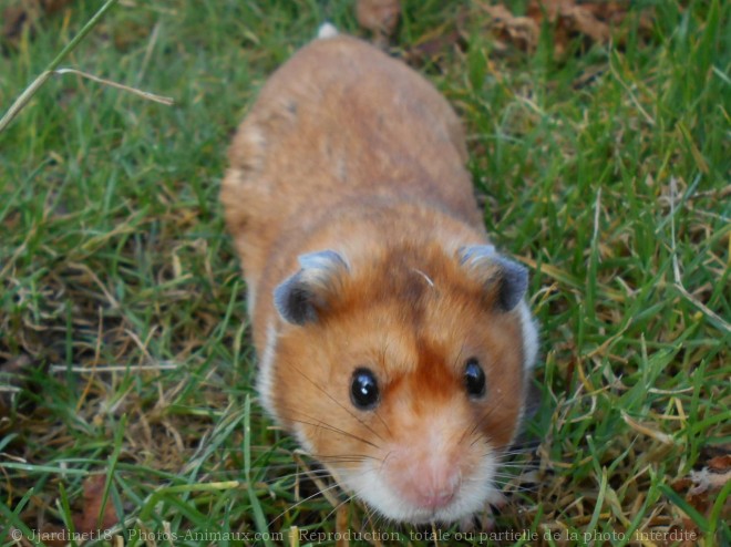 Photo de Hamster