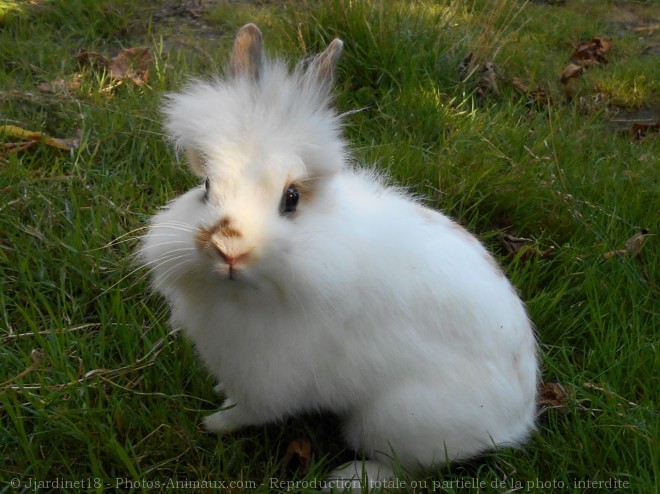 Photo de Lapin