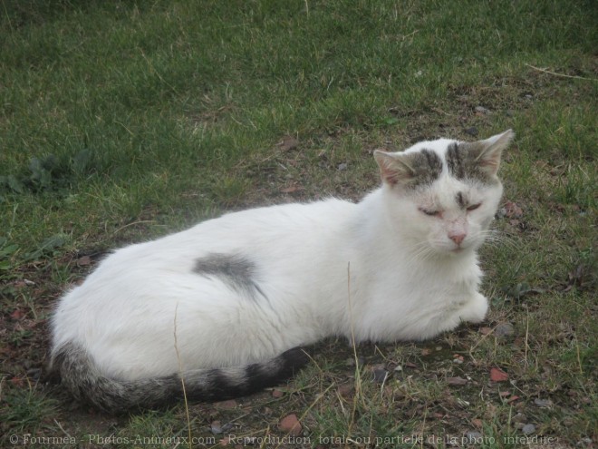 Photo de Chat domestique