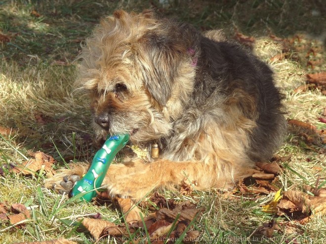 Photo de Border terrier