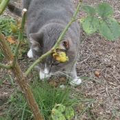 Photo de Chat domestique