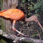 Photo d'Ibis