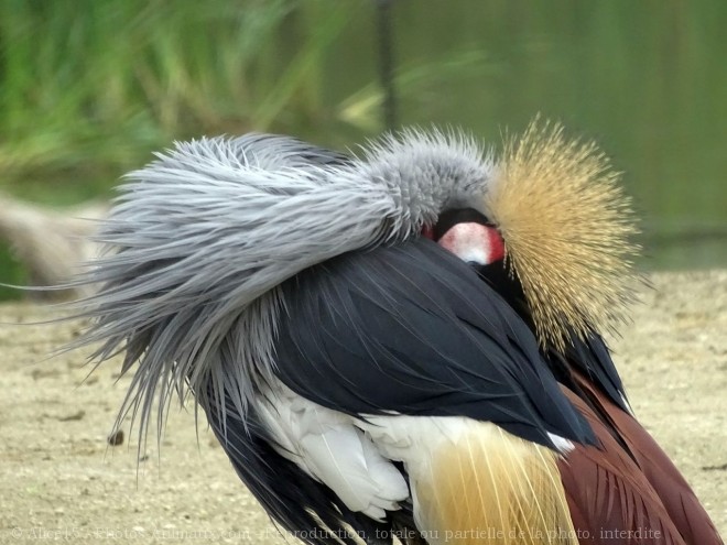 Photo de Grue couronne