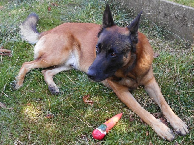 Photo de Berger belge malinois