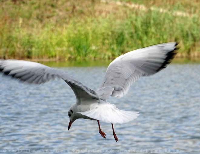 Photo de Mouette