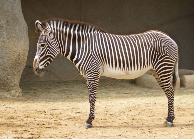 Photo de Zebre