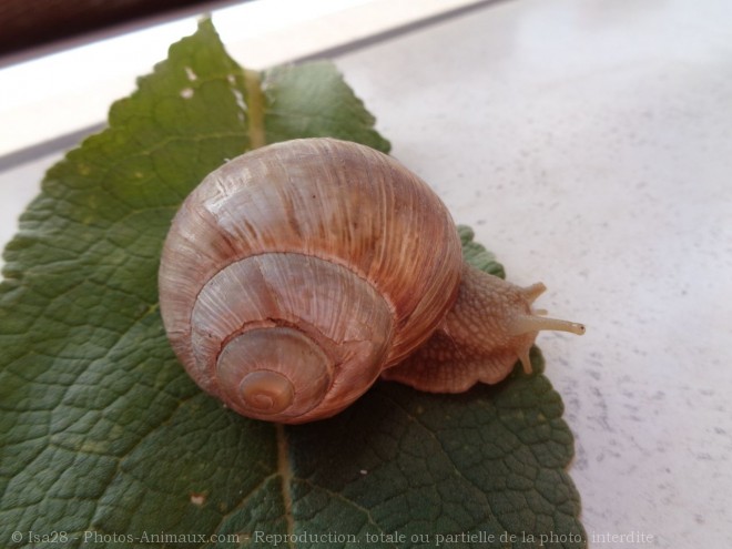 Photo d'Escargot