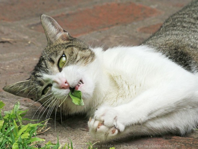 Photo de Chat domestique