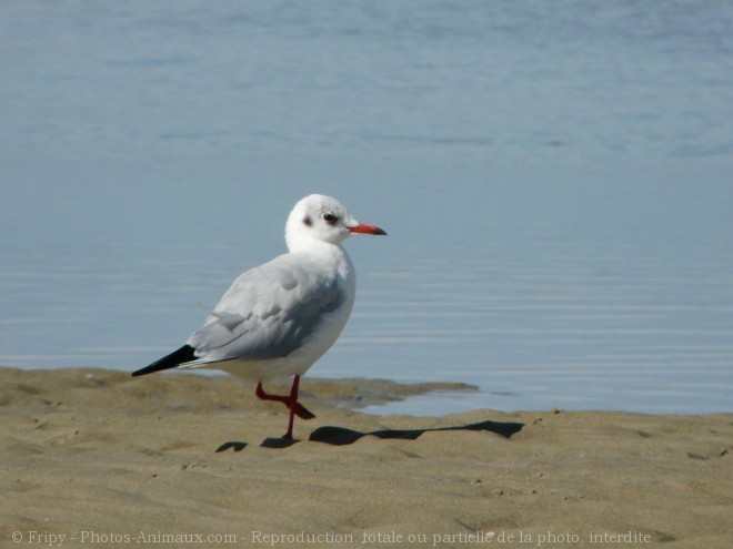 Photo de Mouette