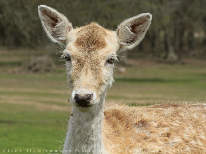 Photo de Cerf