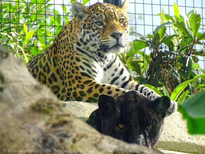 Photo de Jaguar