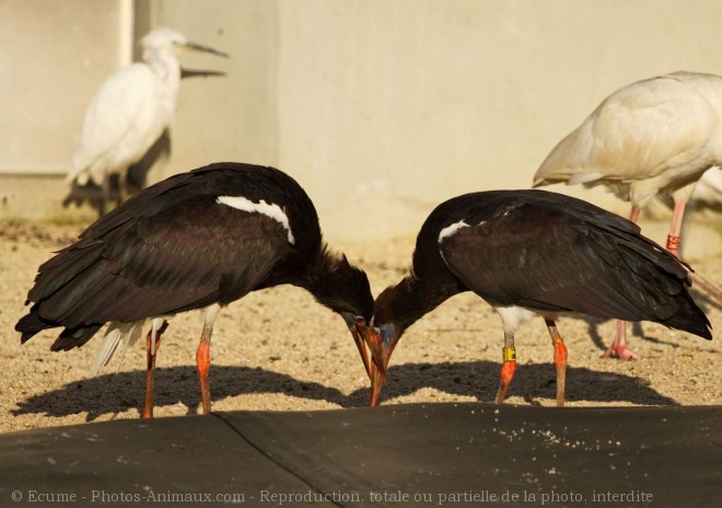 Photo de Cigogne