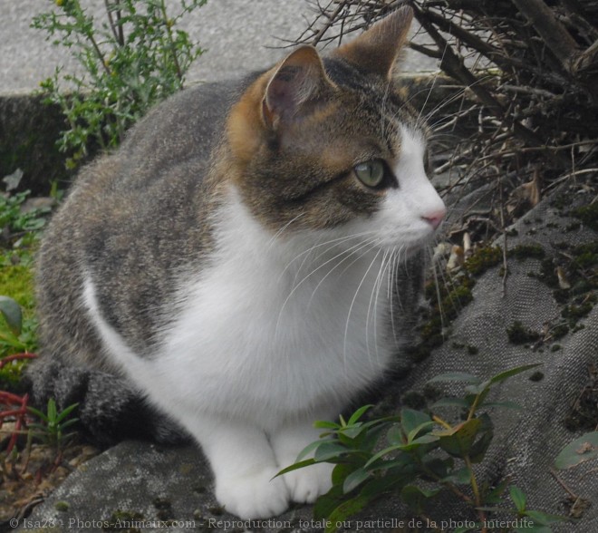 Photo de Chat domestique