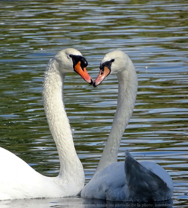 Photo de Cygne