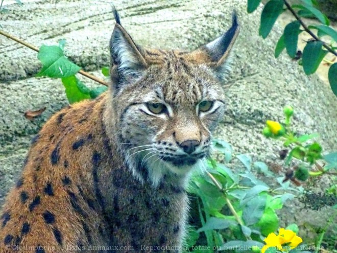 Photo de Lynx