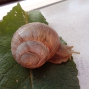 Photo d'Escargot