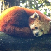 Photo de Panda roux