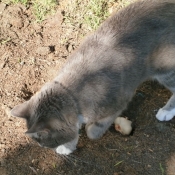 Photo de Chat domestique