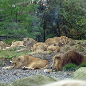 Photo de Lion