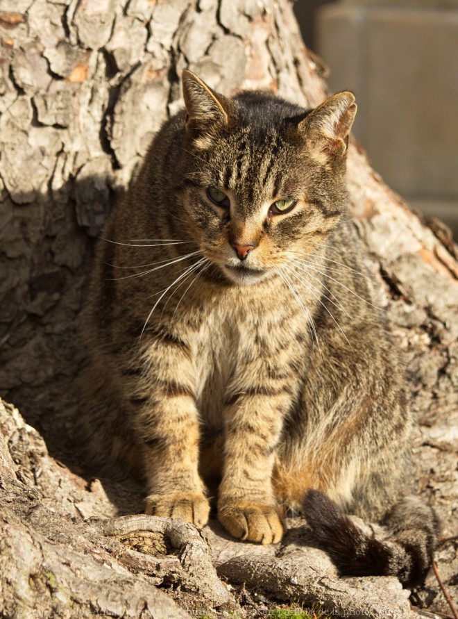 Photo de Chat domestique