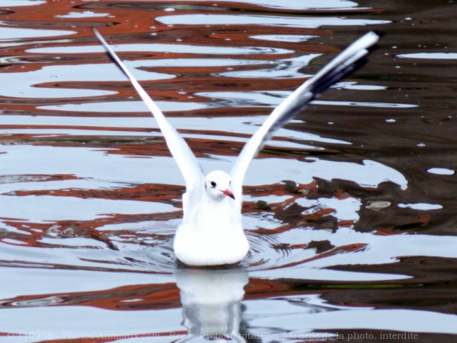 Photo de Mouette