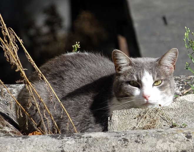 Photo de Chat domestique