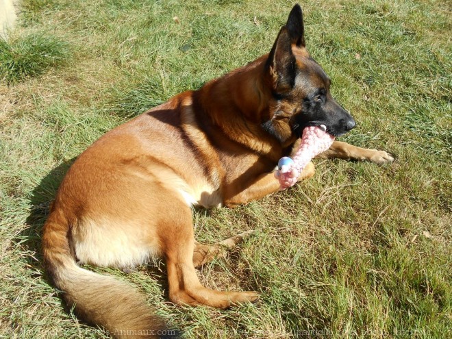 Photo de Berger belge malinois