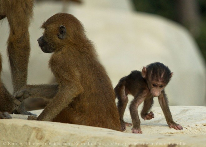 Photo de Singe - baboin