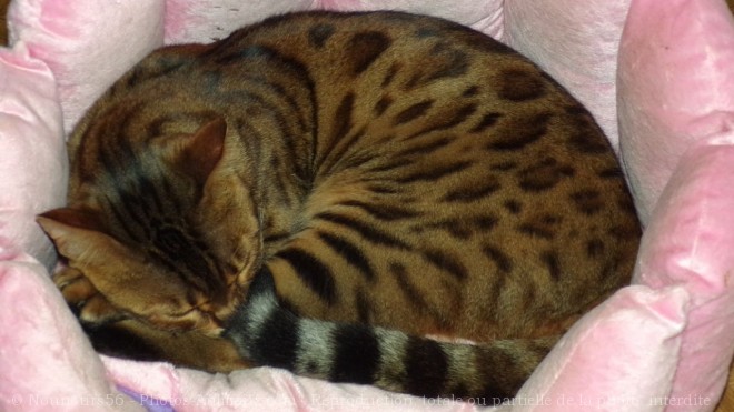 Photo de Bengal