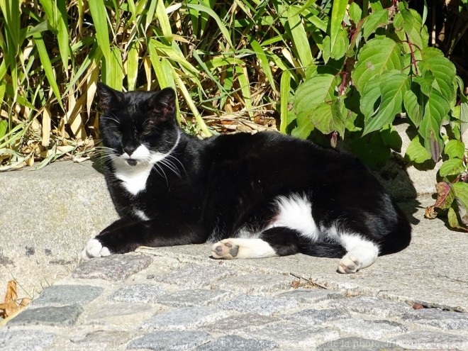 Photo de Chat domestique