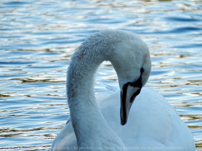 Photo de Cygne