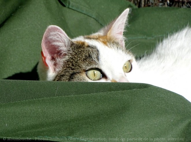 Photo de Chat domestique