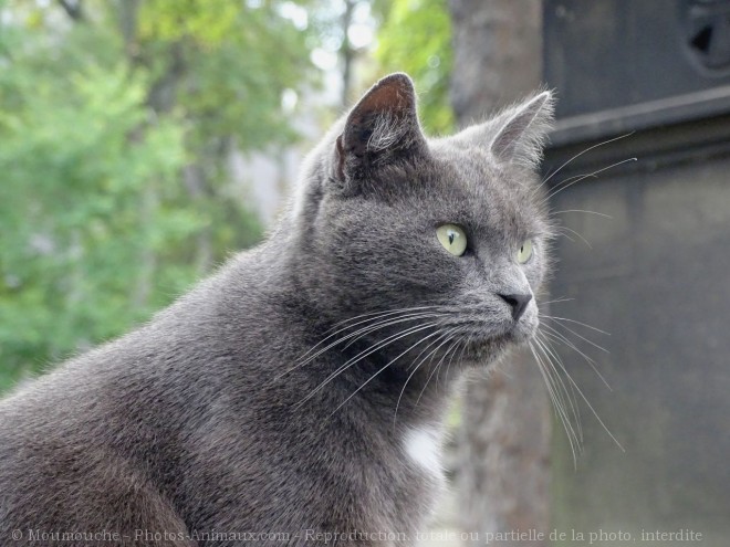 Photo de Chat domestique