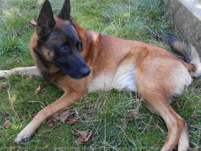 Photo de Berger belge malinois